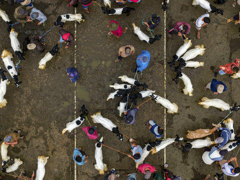Aerial view of a bustling livestock market, where traders and their cattle gather, creating a vibrant tapestry of colors and forms, Purworejo Regency, Jawa Tengah, Indonesia.