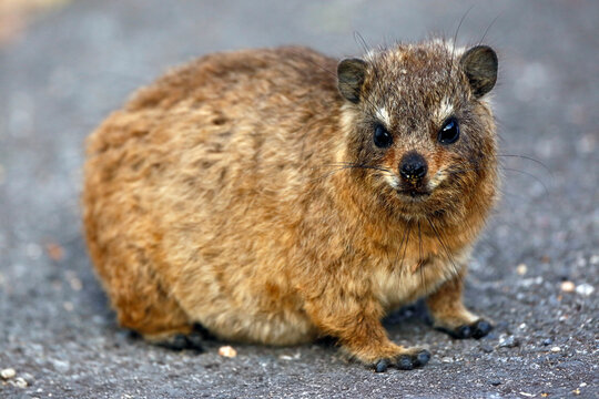 Rock hyrax