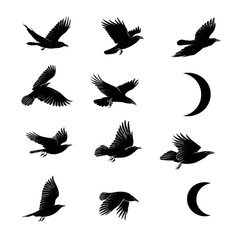 Obraz premium Flying birds in various silhouettes with crescent moon in black and white minimalist design for graphic elements isolated on transparent background