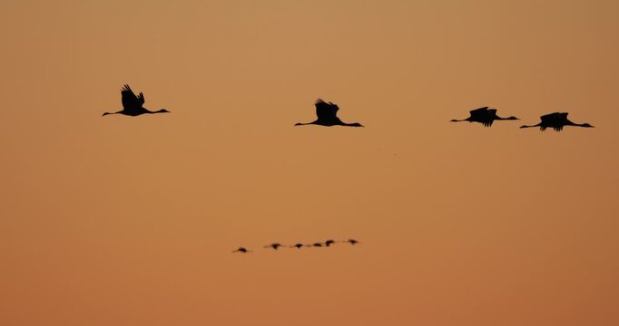 Flock of common cranes in the Camargue at sunrise, France