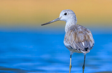 Common Greenshank (Tringa nebularia) is a wetland bird that lives in Africa, Europe and Asia. It usually feeds on fresh water