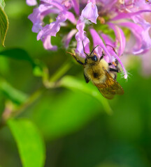 Closeup of a bumble bee upside down on a bee balm flower collection nectar