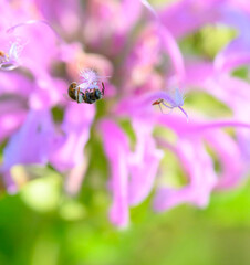 A sweat bee gathering nectar from the very tip of a bee balm nectary