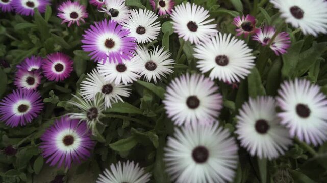 closeup shot of beautiful living stone daisy flower in field.
