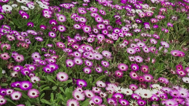 closeup shot of beautiful living stone daisy flower in field.