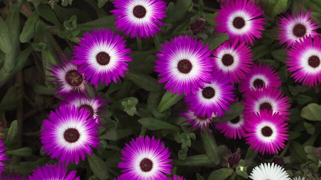 closeup shot of beautiful living stone daisy flower in field.