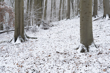 Region Teutoburger Wald