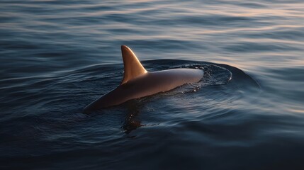 Fototapeta premium A sleek dolphin surfaces in the calm ocean waters at sunset its fin catching the golden light