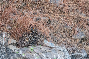 The Indian eagle-owl (Bubo bengalensis)