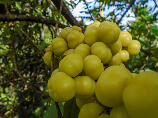 Star Gooseberry Fruits on Tree Branch. Tropical Sour Yellow Berries