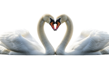Two white swans forming a heart shape with necks isolated on transparent background