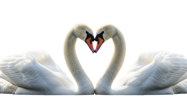 Two white swans forming a heart shape with necks isolated on transparent background - Powered by Adobe