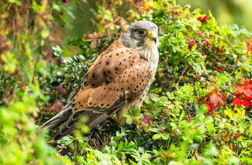Kestrel, Scientific name:  Falco tinnunculus. Close up of male Kestrel in summer time, perched in lush green and red foliage.  Facing right.  Copy space.  Horizontal.