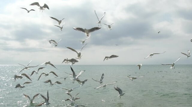 Large flock of seagulls flying low over ocean water, cloudy sky on background. Concept of freedom, nature, travel, migration and wildlife