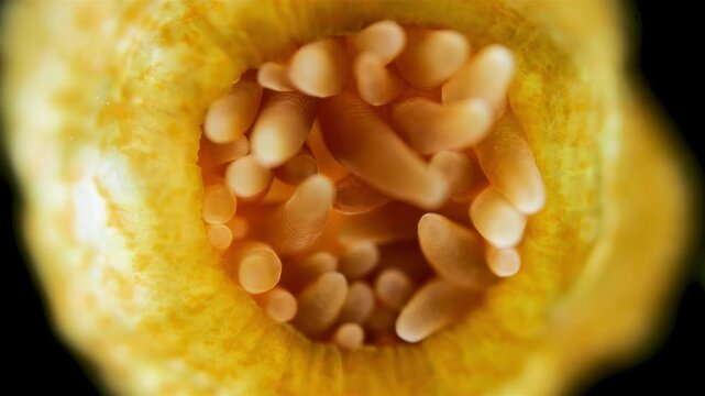 Young Actiniaria under a microscope, class Anthozoa, Hexacorallia, about 5 mm in size. Sea of Okhotsk. Tentacle movement.