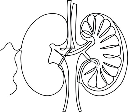 A refined black-and-white vector illustration of a human kidney, drawn with clean, bold outlines and highly detailed branching veins. 