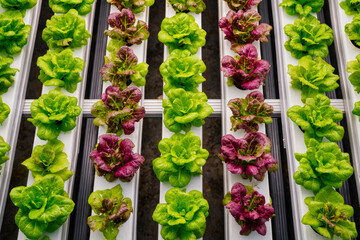 Juicy red and green lettuce grows in white rectangular containers in a hydroponic farm setting, showcasing lush rows from above in vibrant detail