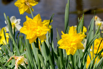 Obraz premium Daffodils in flower in springtime. The daffodil is the national flower of Wales. No people.