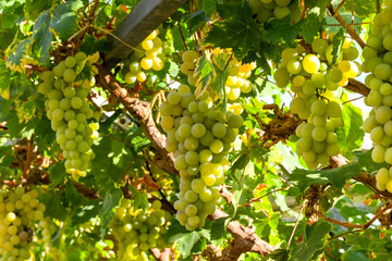 Plump ripe green grapes on the vine in a vineyard before harvesting. No people.