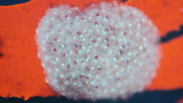 Colony of bryozoans under a microscope. Sometimes they are called Ectoprocta. Sea of Okhotsk. Under ultraviolet light.