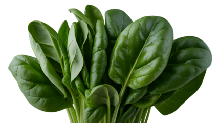 Fresh spinach leaves bunch in a studio shot close up view