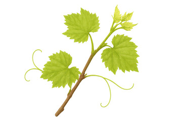 Green grapevine branch with fresh leaves and tendrils illustrating growth, botany, nature on transparent background