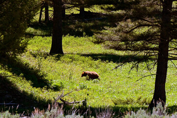 Grizzly bear roaming in a meadow in Yellowstone National Park. The ears of its cub can be seen in the long grass. 