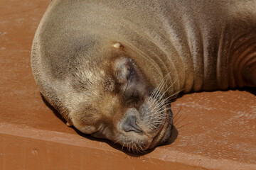 Eine Mähnenrobbe liegt auf einem Stein in der Sonne, Otaria byronia, Otaria flavescens