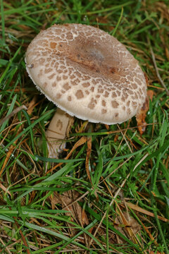 Eine gro&szlig;er Parasolpilz, Riesenschirmling im Gras, Macrolepiota procera, Macrolepiota rhacodes,
