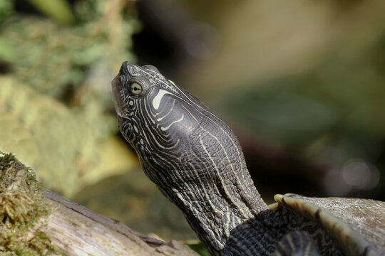 Kopf einer Gelbbauch-Schmuckschildkr&ouml;te,, Trachemys scripta scripta, Pseudemys concinn