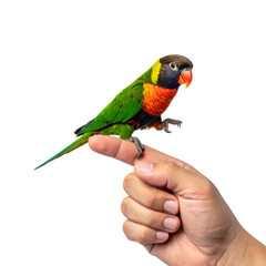 Small colorful lorikeet parrot perched on finger on transparent background