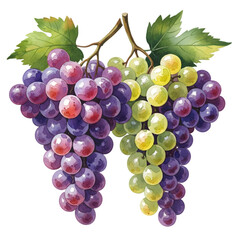 "Fresh Red and Green Grapes Bunch - Juicy Wine Grapes on White Background"