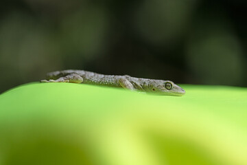 A close-up photo of a gecko lying on a bright green surface. Nature and exotic life.