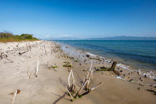 Daniela Beach trail in Florianopolis with branches in the sand, Brazil