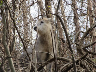 ニホンカモシカ