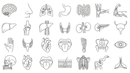 A comprehensive collection of human anatomy and internal organ line icons for medical illustrations and infographics