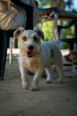Happy terrier mix dog walking towards the camera on a sunny day