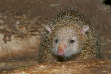 Tenreks oder Tanreks (Tenrecidae) Madagaskar 