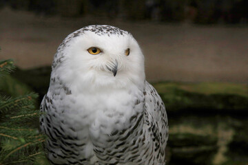 Schneeeule (Bubo scandiacus)