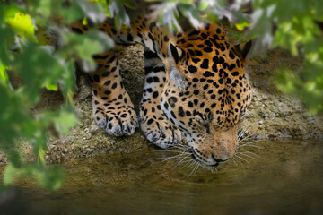 Jaguar (Panthera onca) am Wasser und trinkt 