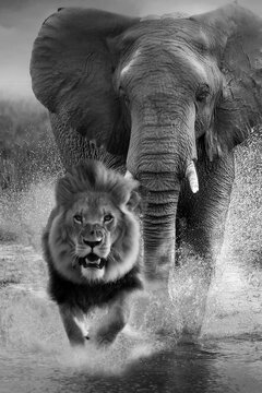 Afrikanischer Elefant jagt L&ouml;wen, schwarz-wei&szlig;