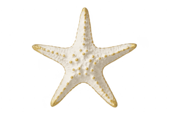 White starfish with gold accents isolated on transparent background