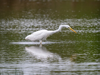 Great Egret Fishing in the River Soar