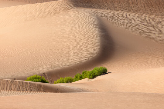 View of rolling, rippled sand dunes embrace a vibrant patch of desert vegetation, creating a striking contrast of textures and colors, Rub' al-Khali, United Arab Emirates.