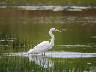 Great Egret Fishing in the River Soar