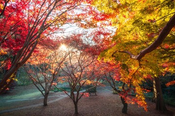 茨城県水戸市　紅葉の偕楽園もみじ谷
