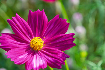 Obraz premium 鮮やかな濃ピンク色のコスモスのマクロ撮影