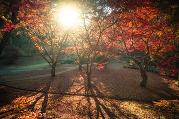 茨城県水戸市　紅葉の偕楽園もみじ谷
