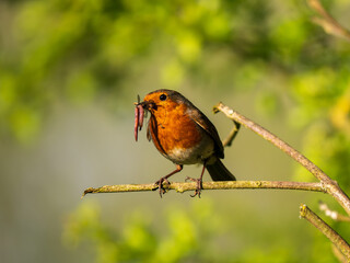 Robin With a Beak Full of Worms and Insects
