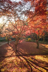 茨城県水戸市　紅葉の偕楽園もみじ谷
